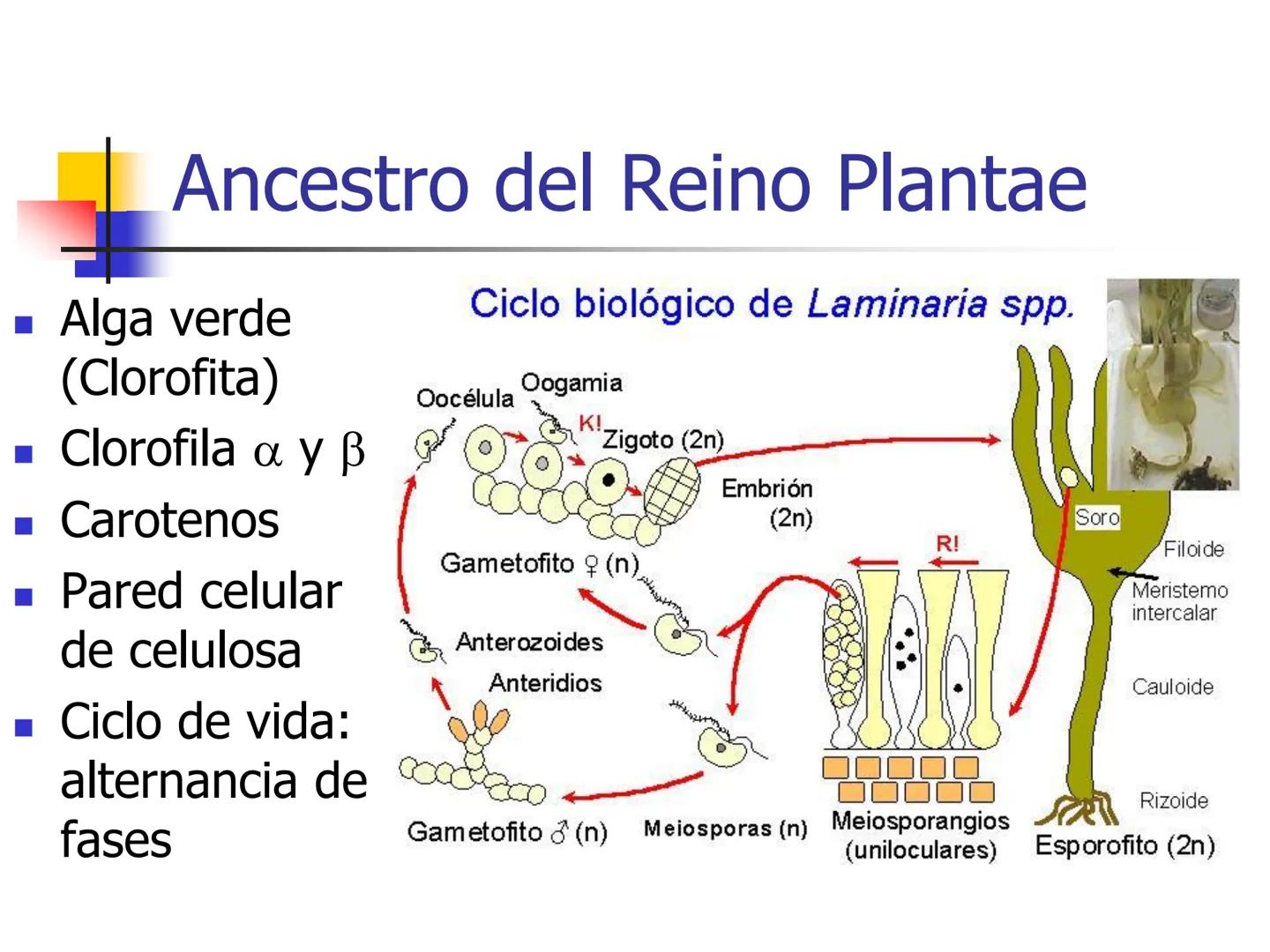 Universidad Autónoma Chapingo

Enseñar la explotación de la tierra,
no la del hombre

UNIVERSIDAD NACIONAL AUTONOMA B MEXICO

I. Biodiversid