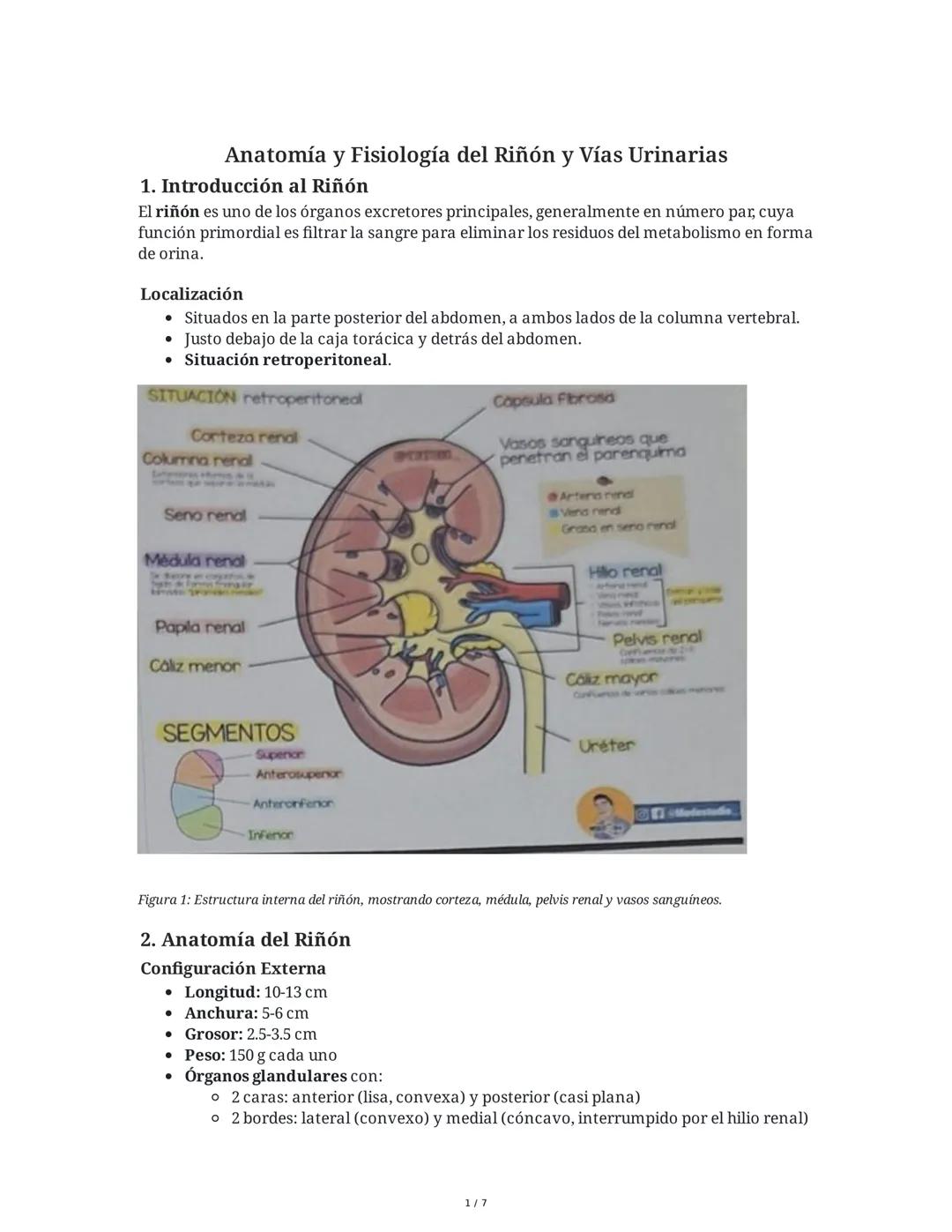 Anatomía y Fisiología del Riñón y Vías Urinarias
1. Introducción al Riñón
El riñón es uno de los órganos excretores principales, generalment