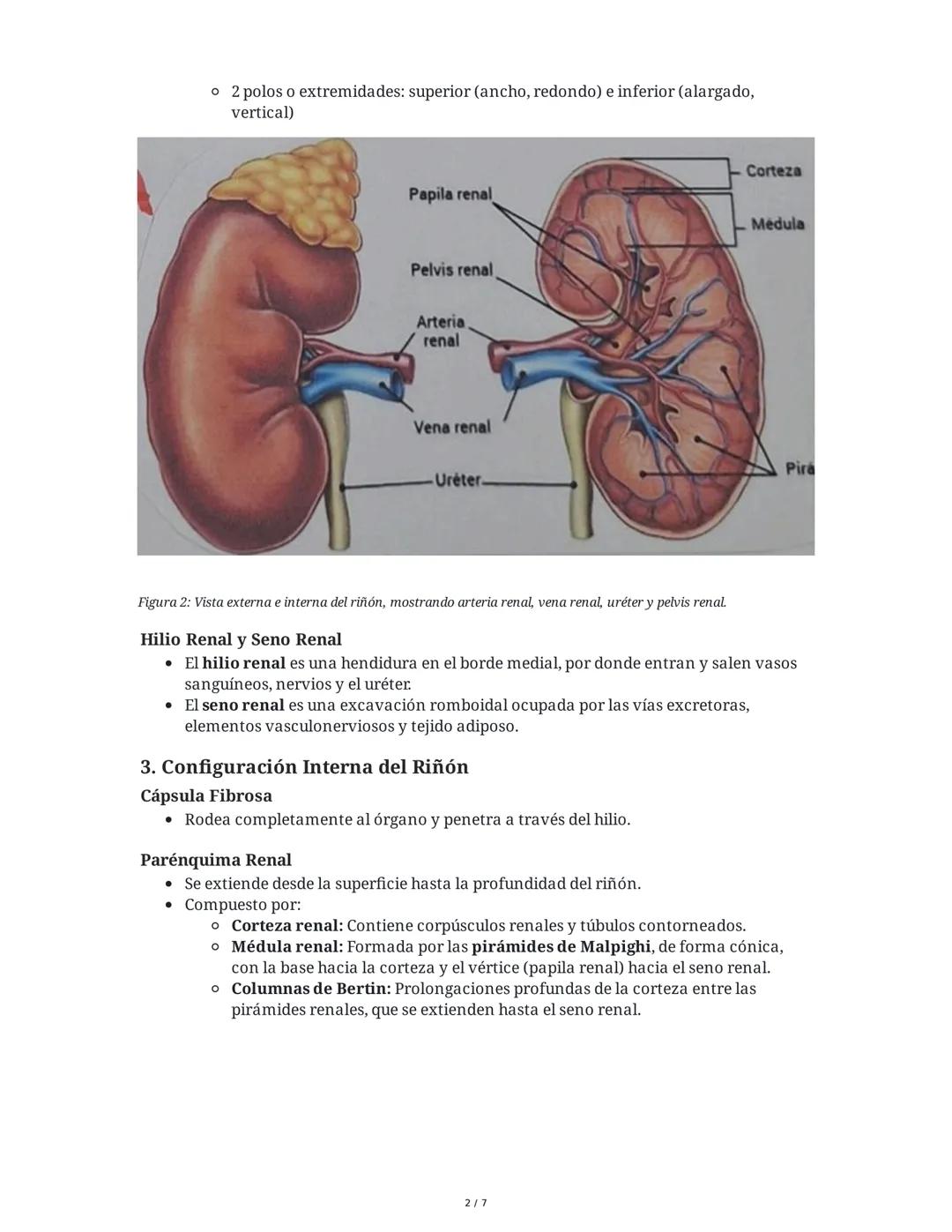 Anatomía y Fisiología del Riñón y Vías Urinarias
1. Introducción al Riñón
El riñón es uno de los órganos excretores principales, generalment