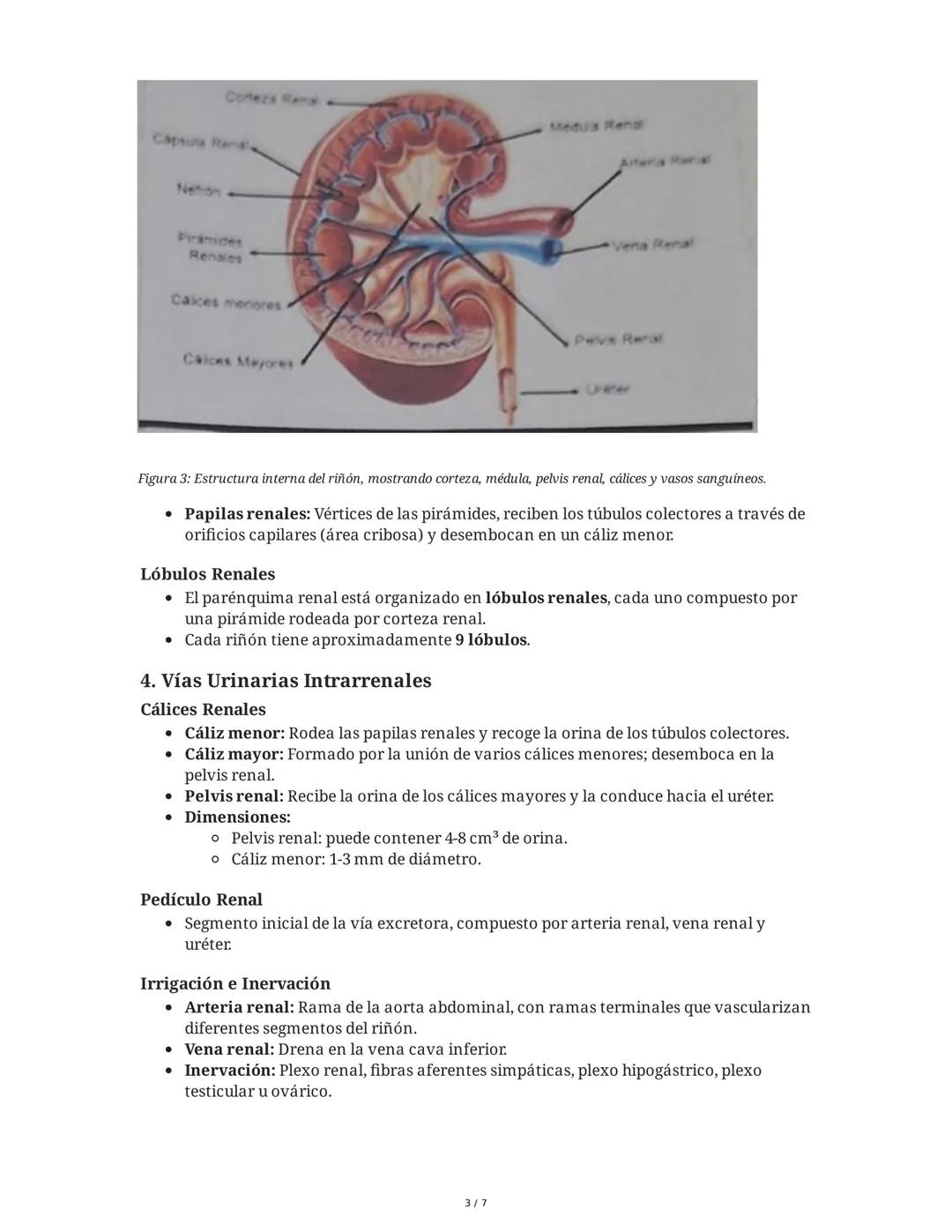 Anatomía y Fisiología del Riñón y Vías Urinarias
1. Introducción al Riñón
El riñón es uno de los órganos excretores principales, generalment