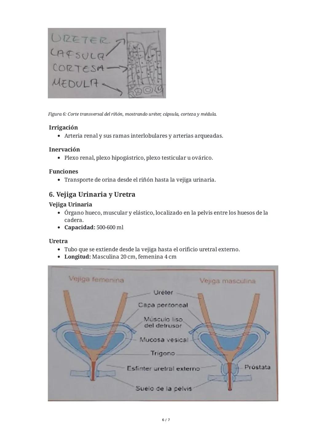 Anatomía y Fisiología del Riñón y Vías Urinarias
1. Introducción al Riñón
El riñón es uno de los órganos excretores principales, generalment