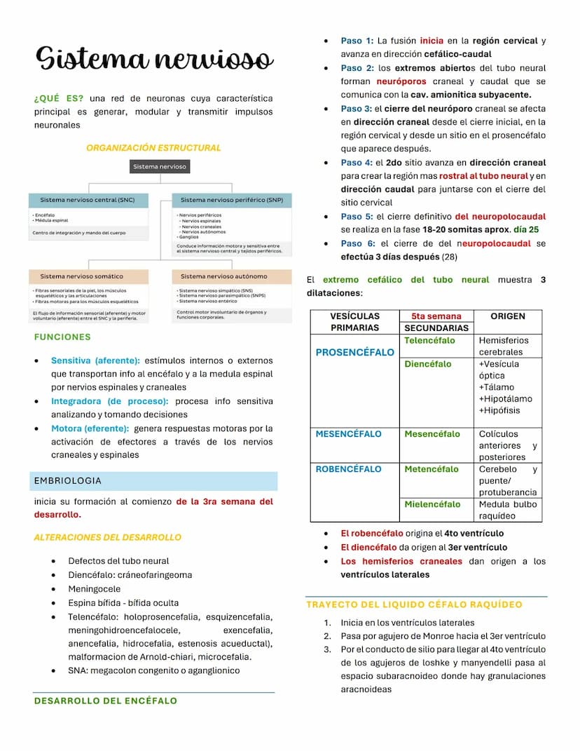 Sistema nervioso
¿QUÉ ES? una red de neuronas cuya característica
principal es generar, modular y transmitir impulsos
neuronales
ORGANIZACIÓ