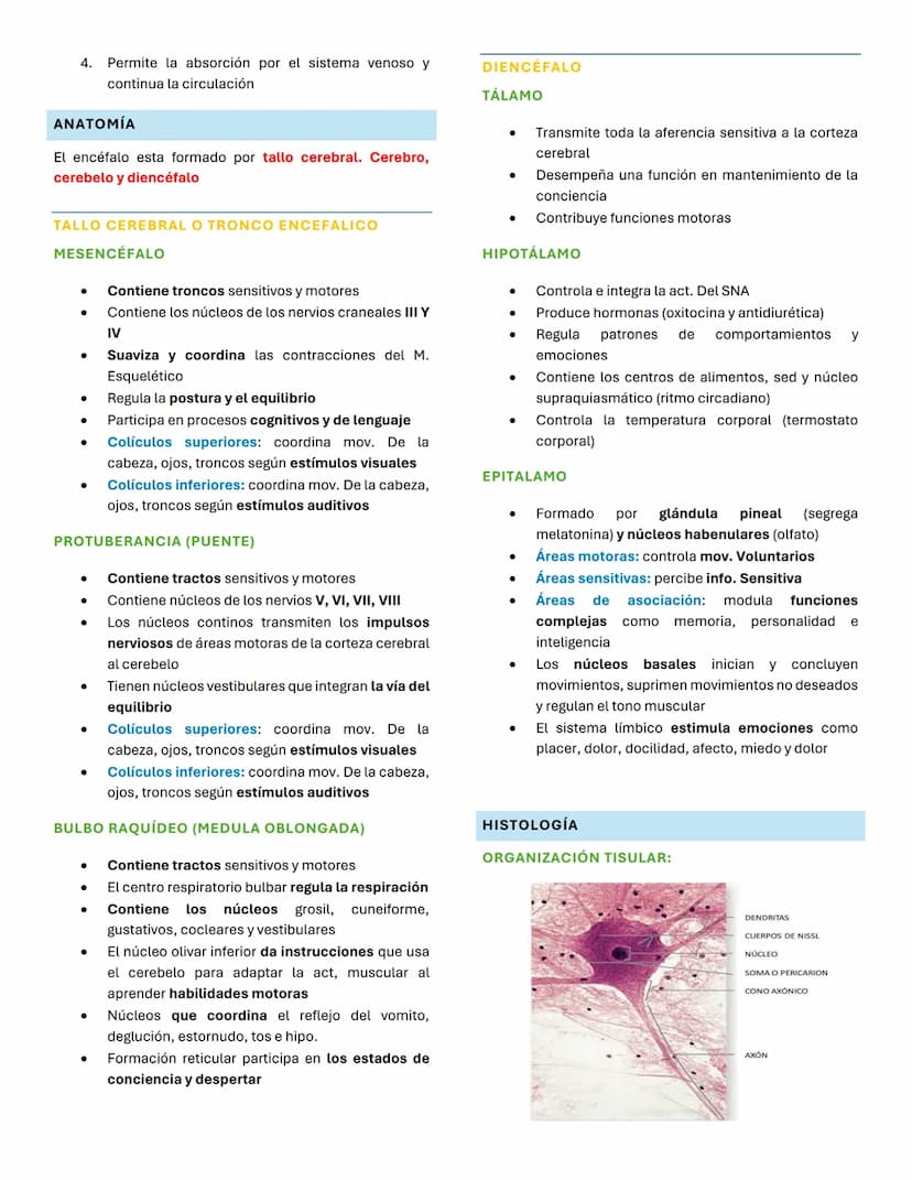 Sistema nervioso
¿QUÉ ES? una red de neuronas cuya característica
principal es generar, modular y transmitir impulsos
neuronales
ORGANIZACIÓ