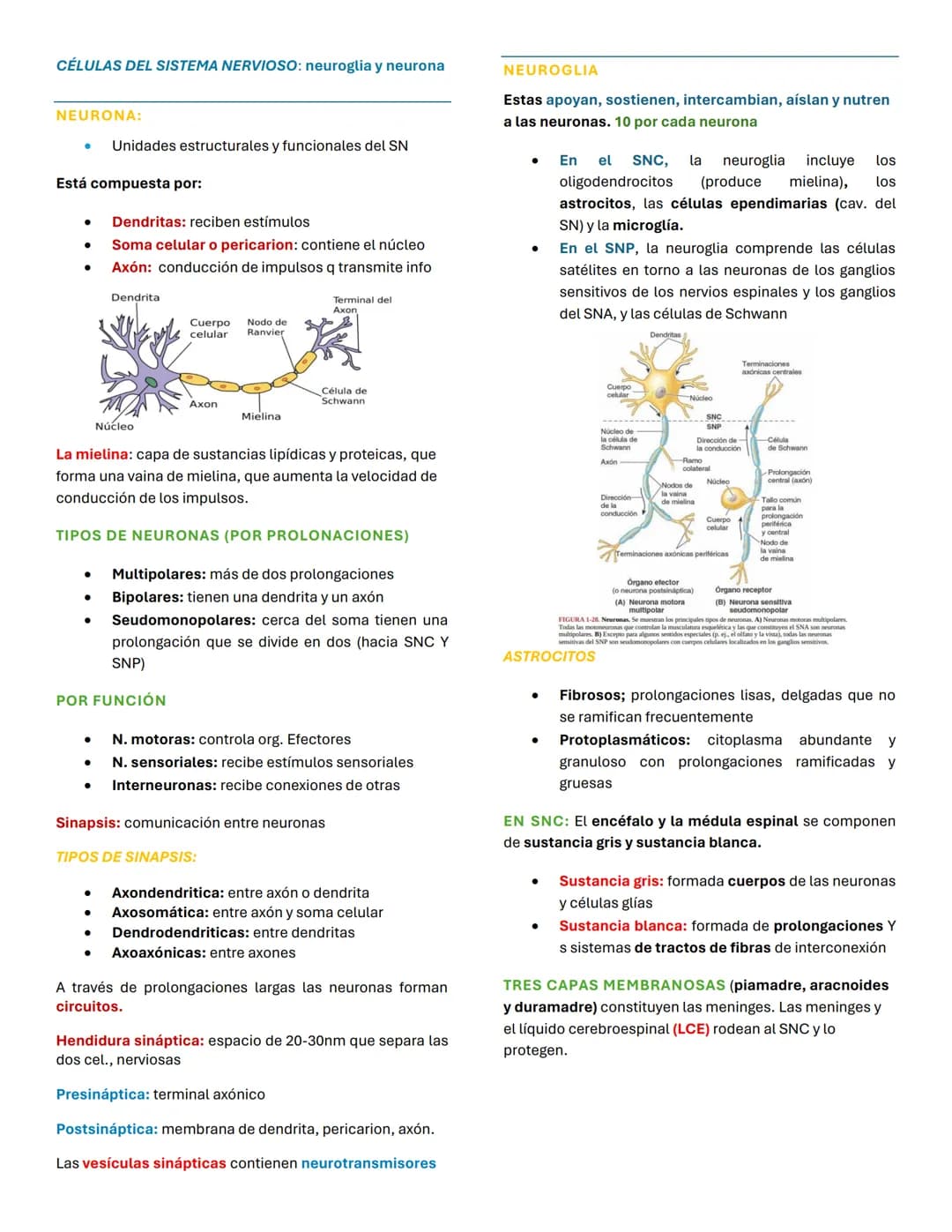 Sistema nervioso
¿QUÉ ES? una red de neuronas cuya característica
principal es generar, modular y transmitir impulsos
neuronales
ORGANIZACIÓ