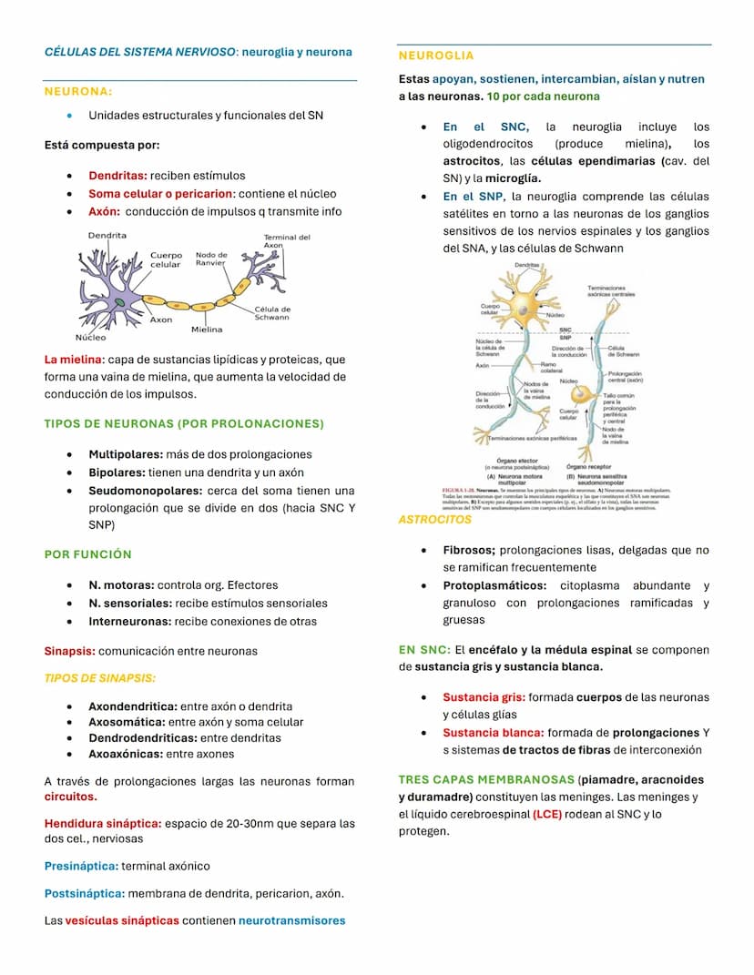 Sistema nervioso
¿QUÉ ES? una red de neuronas cuya característica
principal es generar, modular y transmitir impulsos
neuronales
ORGANIZACIÓ