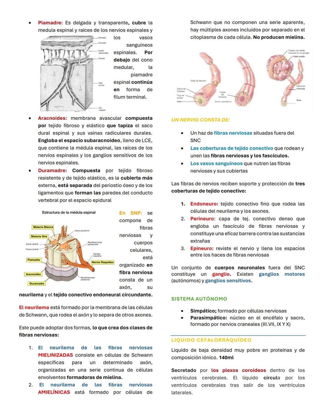 Sistema nervioso
¿QUÉ ES? una red de neuronas cuya característica
principal es generar, modular y transmitir impulsos
neuronales
ORGANIZACIÓ