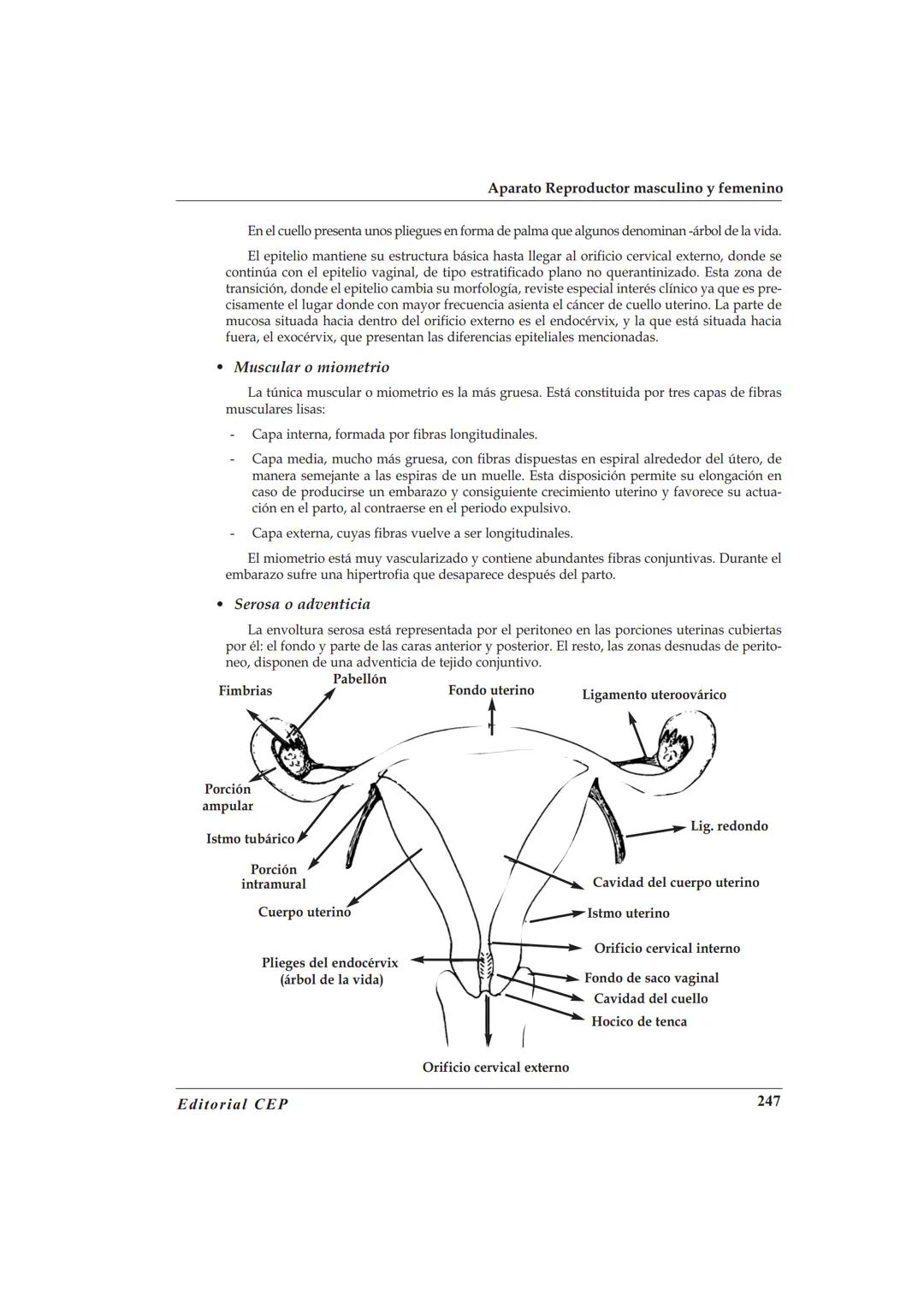 TEMA 46
ANATOMÍA Y FISIOLOGÍA DEL APARATO REPRODUCTOR
MASCULINO Y FEMEΝΙΝO
BIBLIOGRAFÍA
A. Cordova. Fisiologia Dinámica. Editorial Masson. 2