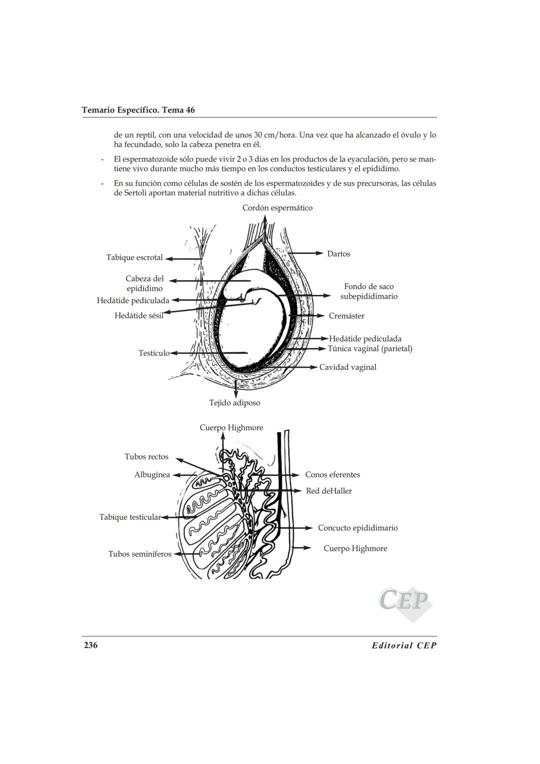 TEMA 46
ANATOMÍA Y FISIOLOGÍA DEL APARATO REPRODUCTOR
MASCULINO Y FEMEΝΙΝO
BIBLIOGRAFÍA
A. Cordova. Fisiologia Dinámica. Editorial Masson. 2