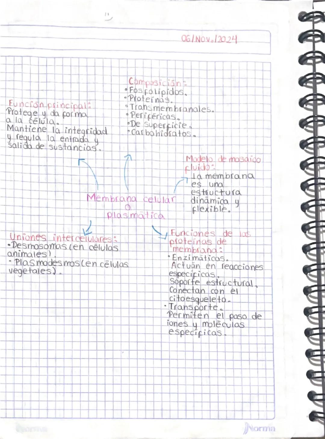 06/Nov.12024

Función principal:
Protege y da forma
a la célula.
Mantiene la integridad
y regula la entrada y
salida de sustancias.

Composi