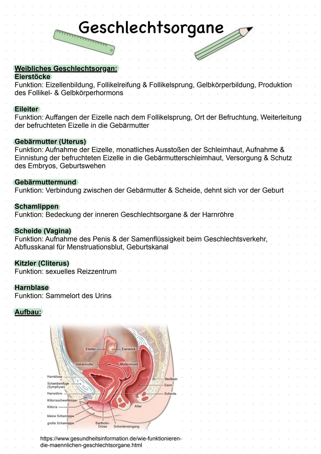 # Geschlechtsorgane

Weibliches Geschlechtsorgan:
**Eierstöcke**
Funktion: Eizellenbildung, Follikelreifung & Follikelsprung, Gelbkörperbild