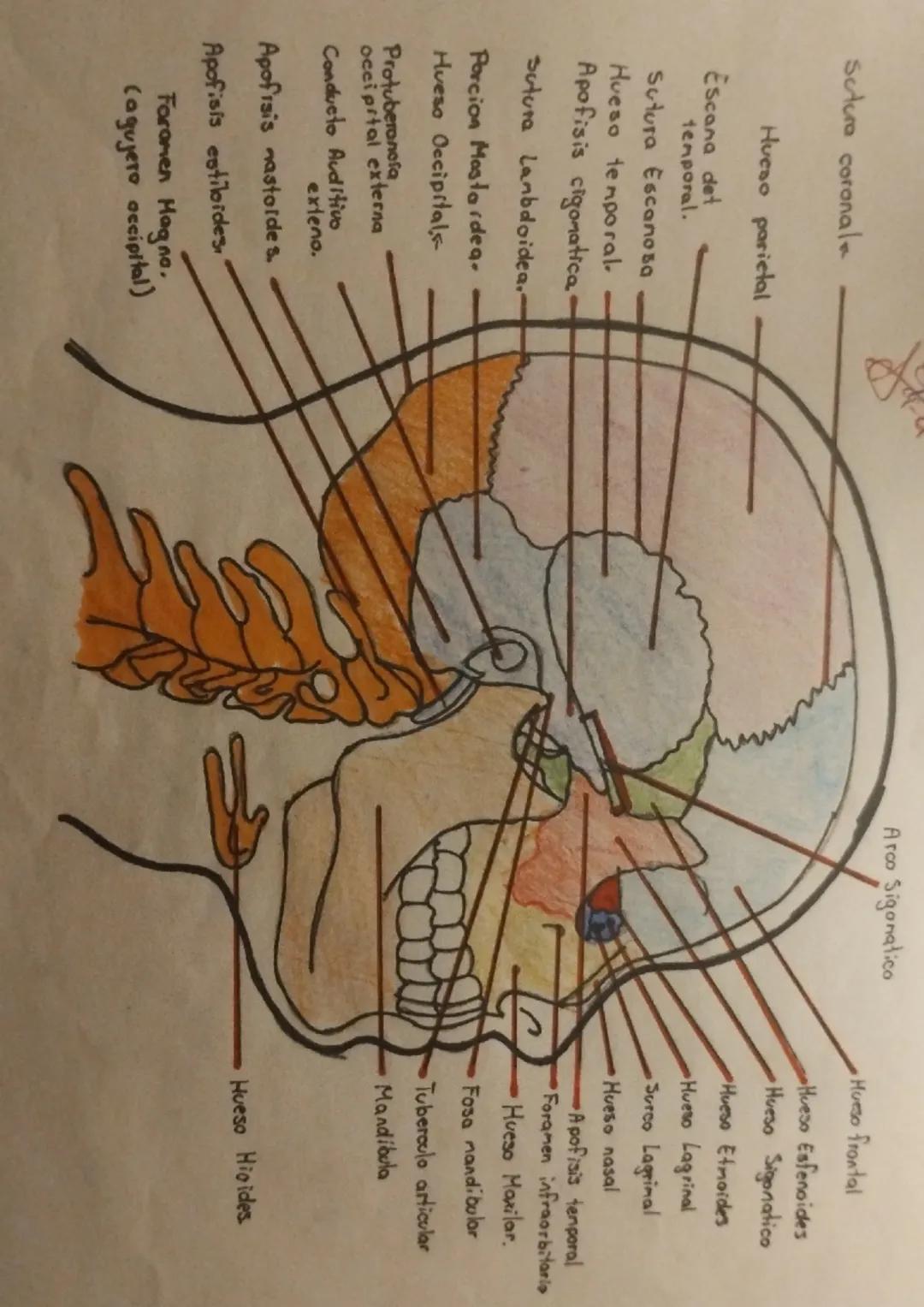 --- OCR Start ---
Arco Sigonatico
Sutura coronale
Hueso parietal
Escana det
temporal.
Sutura Escалова
Hueso temporal.
Apofisis cigomatica.
S