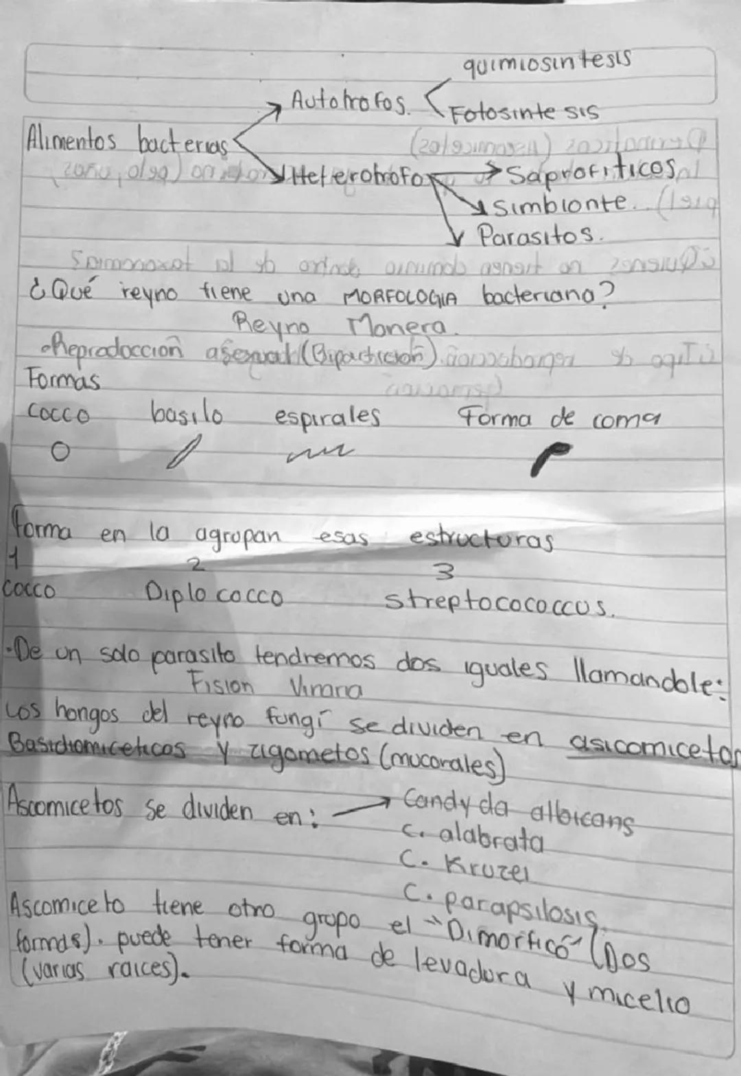 quimiosintesis

Autotrofos. Fotosinte sis
Alimentos bacterias
caña, oleg) onto Heterotrofor Saprofiticos
Simbionte. )19ور
Parasitos.
Spimono