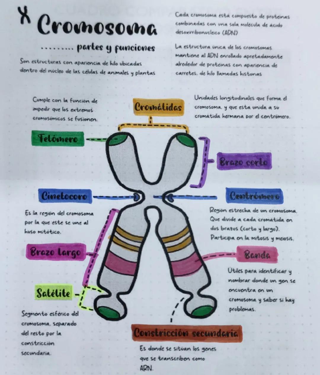 * Cromosoma
partes y funciones

Son estructuras con apariencia de hilo ubicadas
dentro del núcleo de las células de animales y plantas

Cada