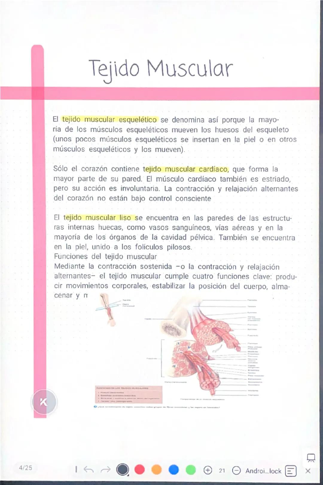 TIPOS DE TEJIDOS
Tejido óseo
1. Un tejido es un grupo de células similares, en general con
un Tejidos epiteliales origen embriológico semeja
