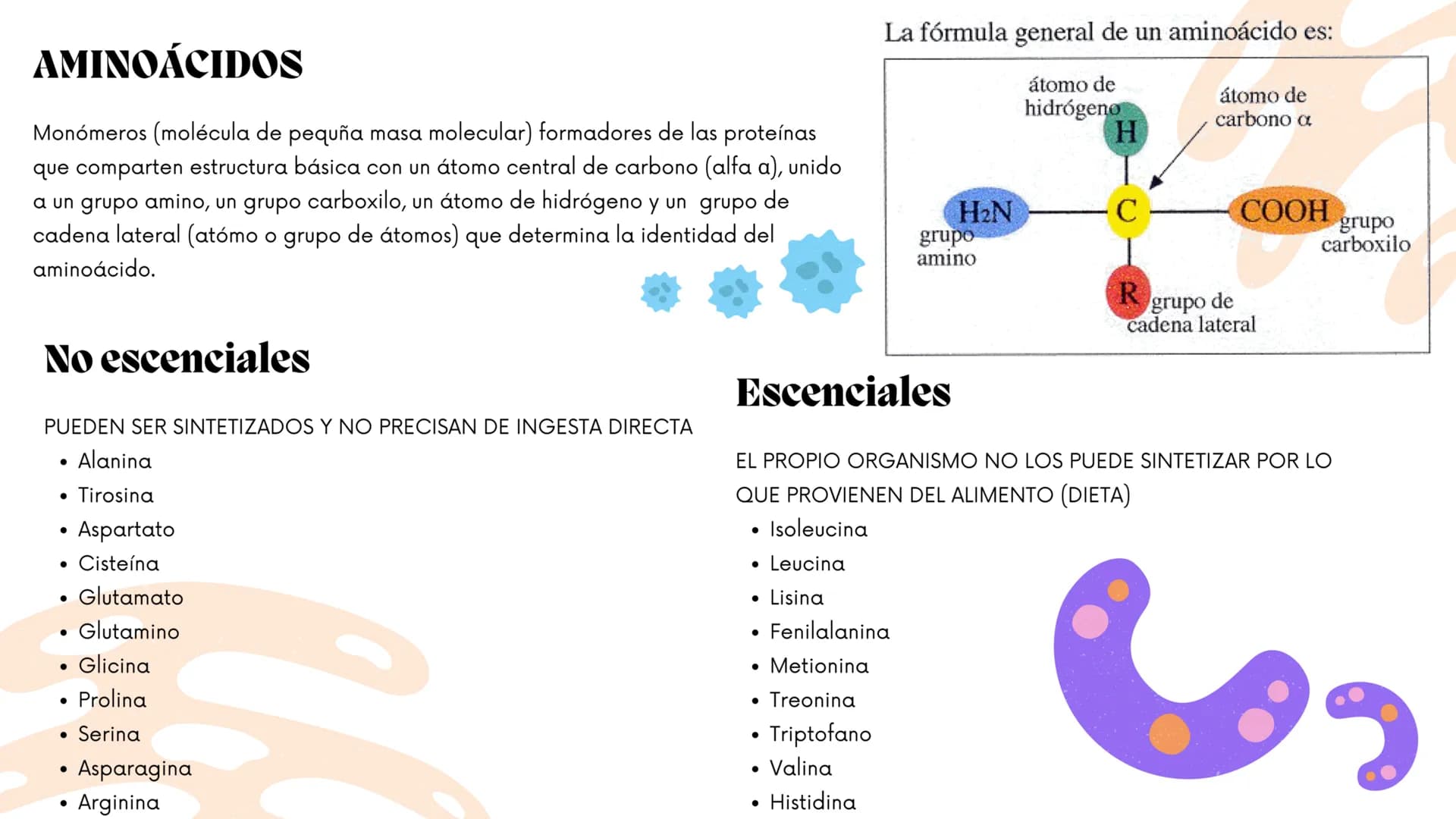ww
m
Contenidos.
1.
¿Qué son?
2.
¿Con qué otro nombre se les conoce?
3.
¿Cómo se llaman sus unidades formadoras?
4.
5.
6.
7.
8.
¿Con qué suf