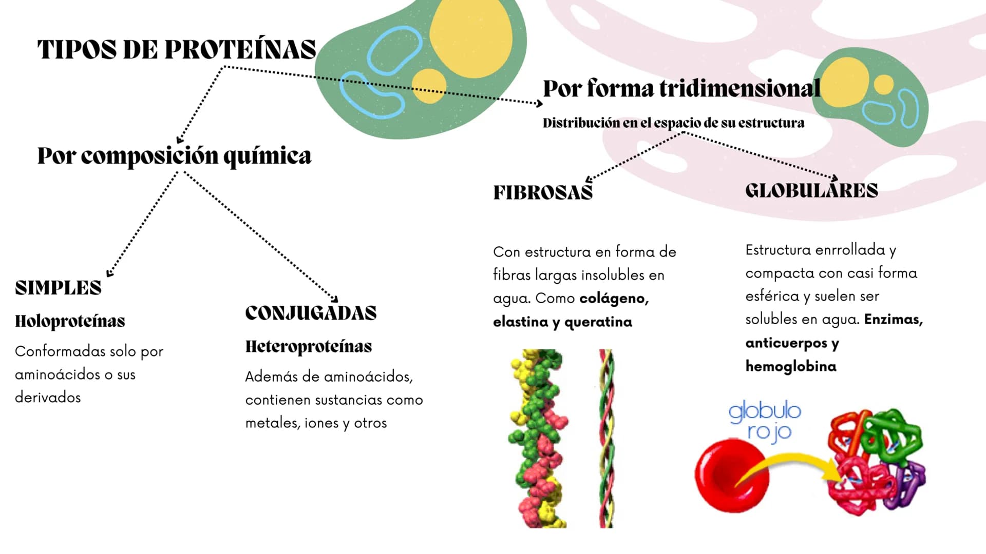 ww
m
Contenidos.
1.
¿Qué son?
2.
¿Con qué otro nombre se les conoce?
3.
¿Cómo se llaman sus unidades formadoras?
4.
5.
6.
7.
8.
¿Con qué suf