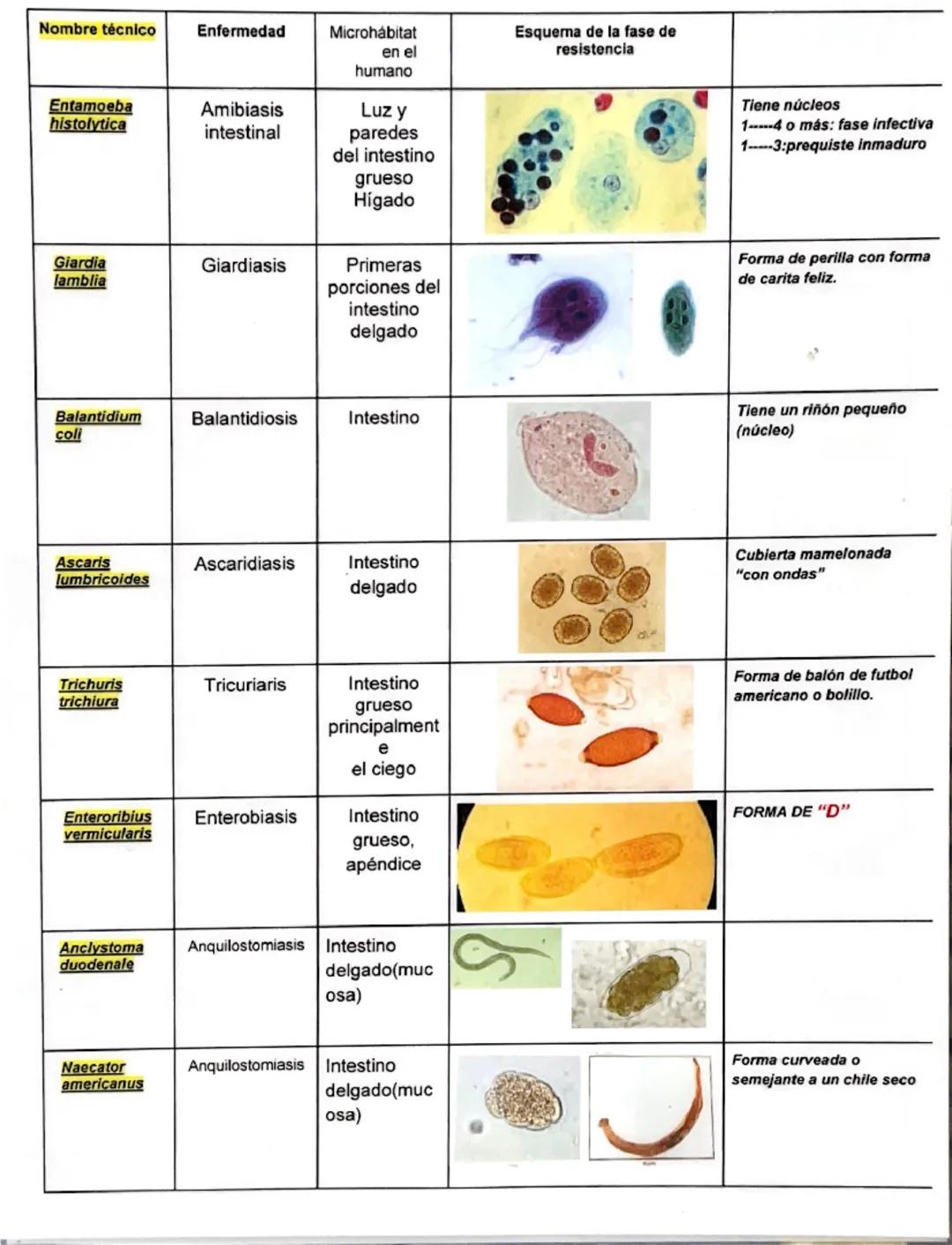 Guía de Estudio: Parásitos Médicos Humanos