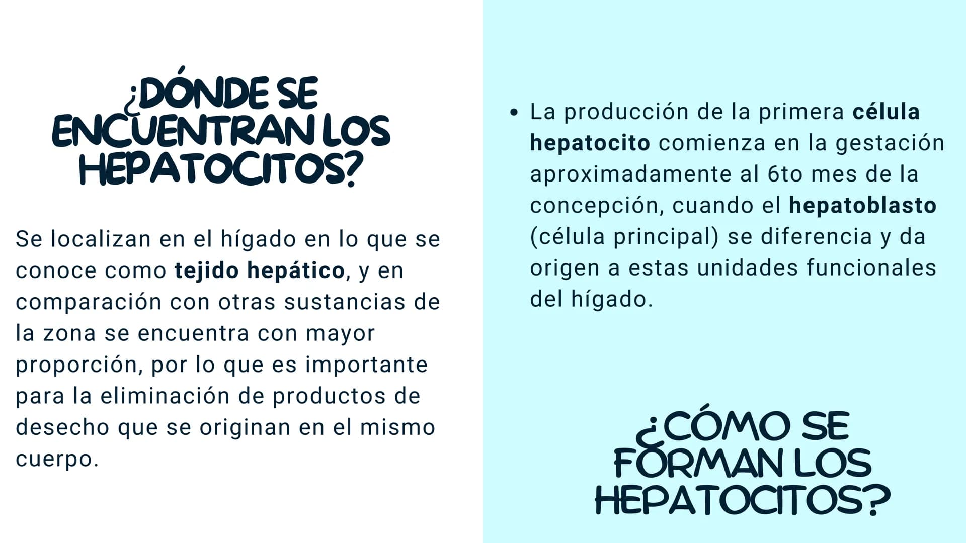 FISIOLOGIA
HIGADO
COMO GLANDULA DEFINCION
El hígado (hepar) es una glándula
anexa del sistema que vierte bilis,
producto de su secreción ext