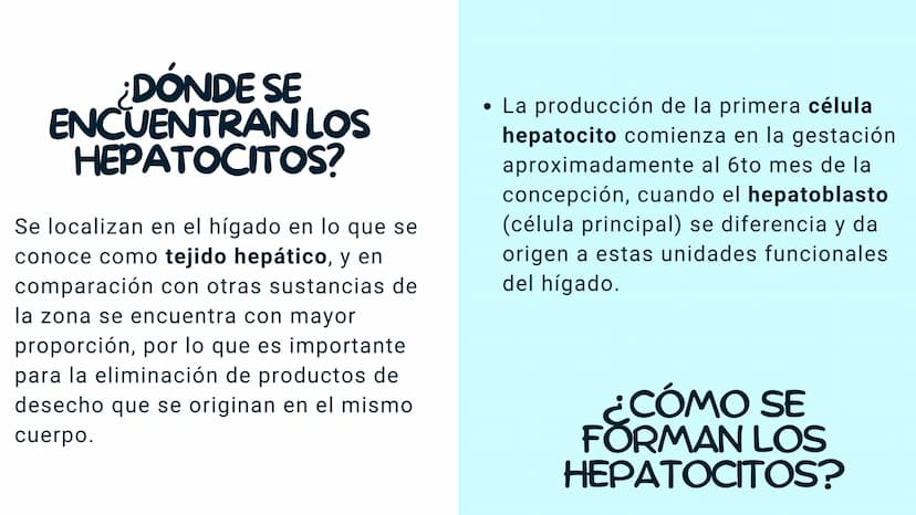 FISIOLOGIA
HIGADO
COMO GLANDULA DEFINCION
El hígado (hepar) es una glándula
anexa del sistema que vierte bilis,
producto de su secreción ext