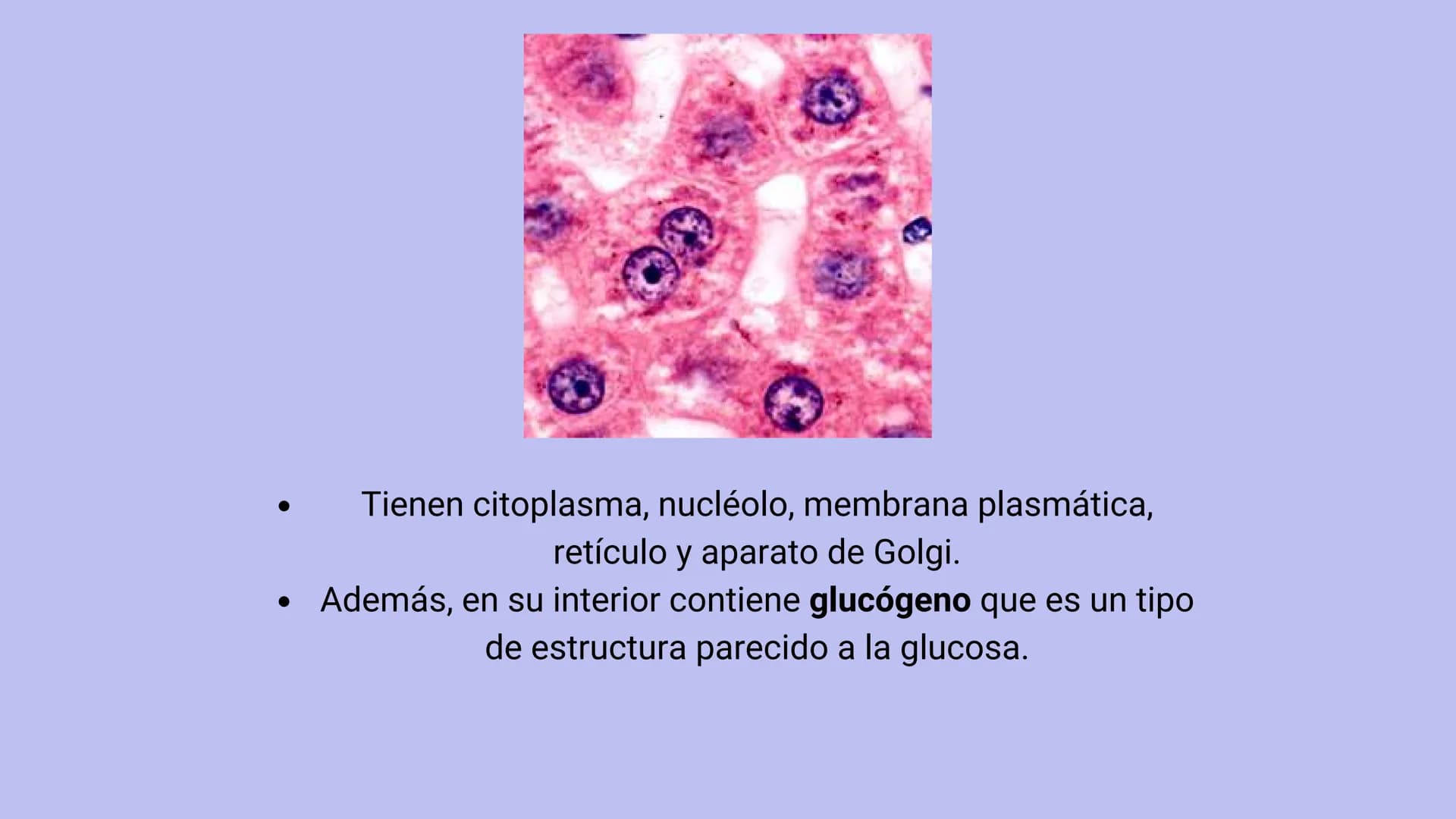 FISIOLOGIA
HIGADO
COMO GLANDULA DEFINCION
El hígado (hepar) es una glándula
anexa del sistema que vierte bilis,
producto de su secreción ext