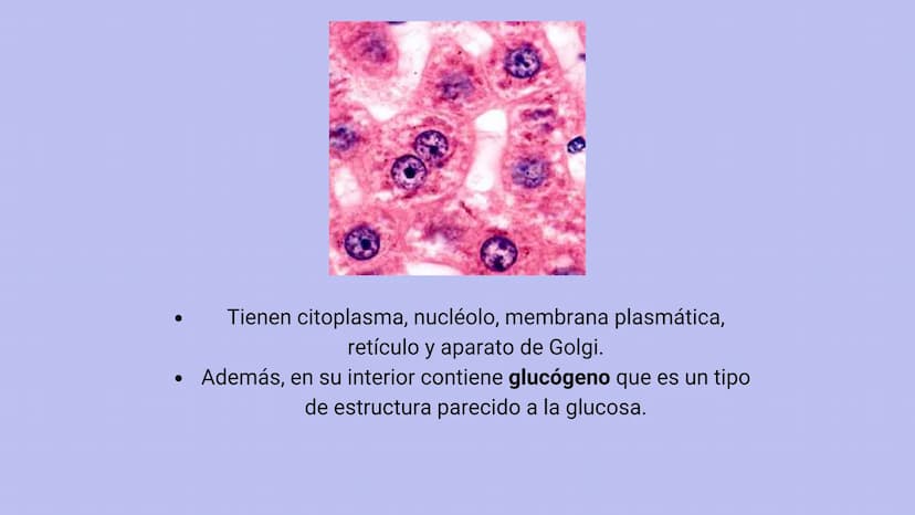 FISIOLOGIA
HIGADO
COMO GLANDULA DEFINCION
El hígado (hepar) es una glándula
anexa del sistema que vierte bilis,
producto de su secreción ext