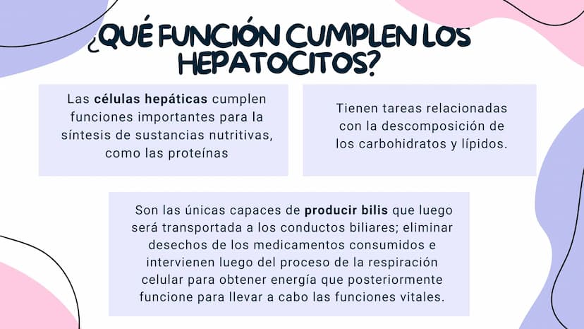 FISIOLOGIA
HIGADO
COMO GLANDULA DEFINCION
El hígado (hepar) es una glándula
anexa del sistema que vierte bilis,
producto de su secreción ext
