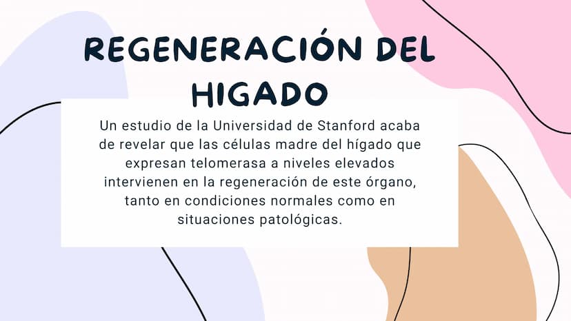 FISIOLOGIA
HIGADO
COMO GLANDULA DEFINCION
El hígado (hepar) es una glándula
anexa del sistema que vierte bilis,
producto de su secreción ext
