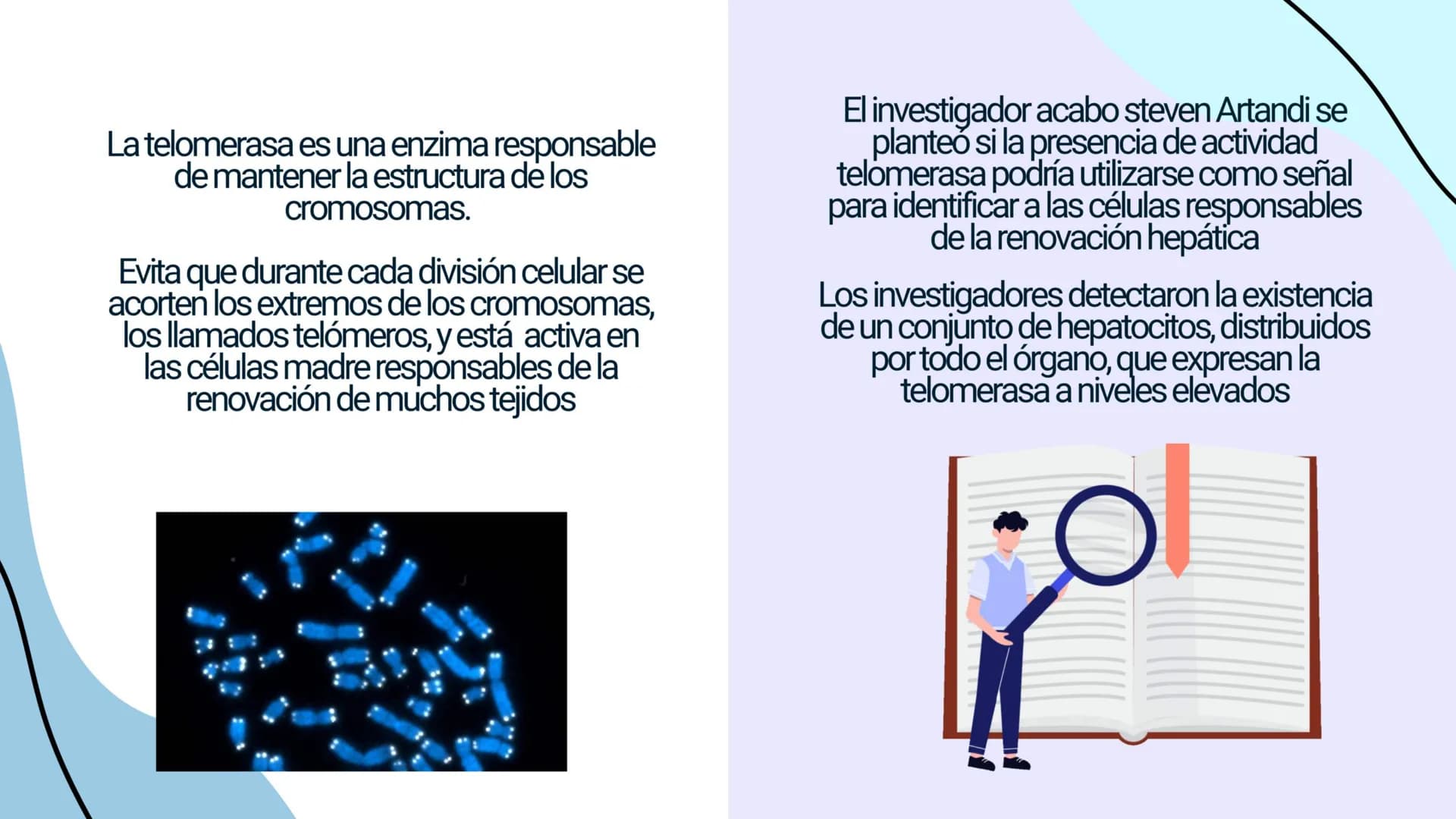 FISIOLOGIA
HIGADO
COMO GLANDULA DEFINCION
El hígado (hepar) es una glándula
anexa del sistema que vierte bilis,
producto de su secreción ext