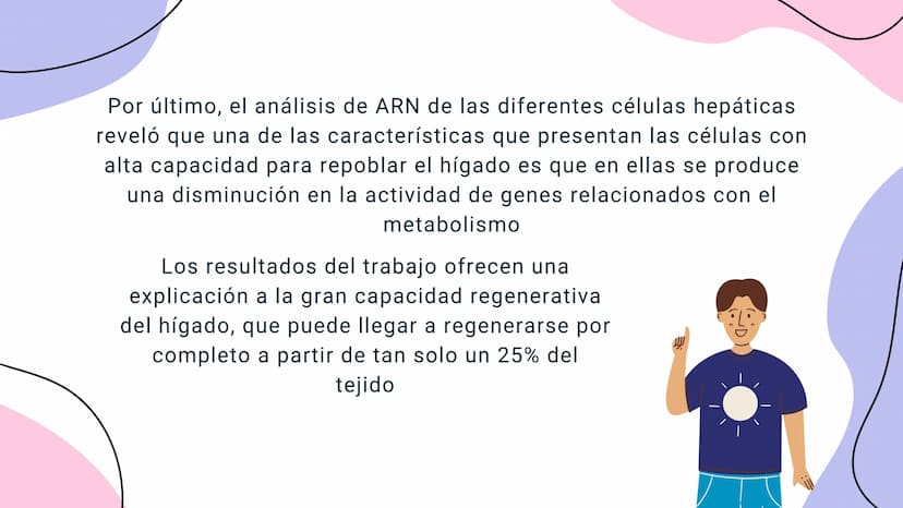 FISIOLOGIA
HIGADO
COMO GLANDULA DEFINCION
El hígado (hepar) es una glándula
anexa del sistema que vierte bilis,
producto de su secreción ext