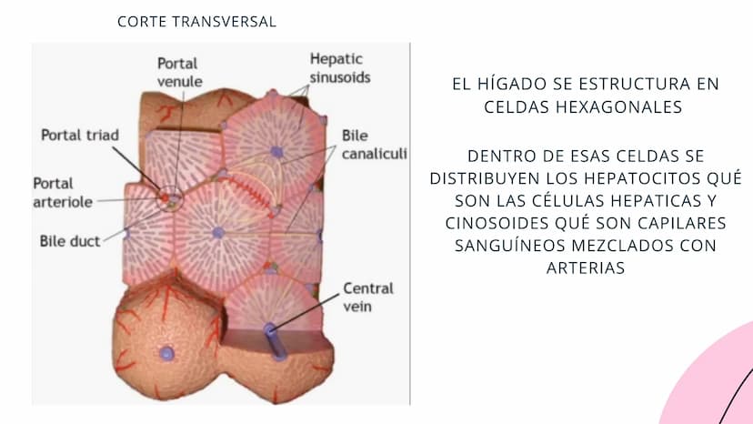 FISIOLOGIA
HIGADO
COMO GLANDULA DEFINCION
El hígado (hepar) es una glándula
anexa del sistema que vierte bilis,
producto de su secreción ext