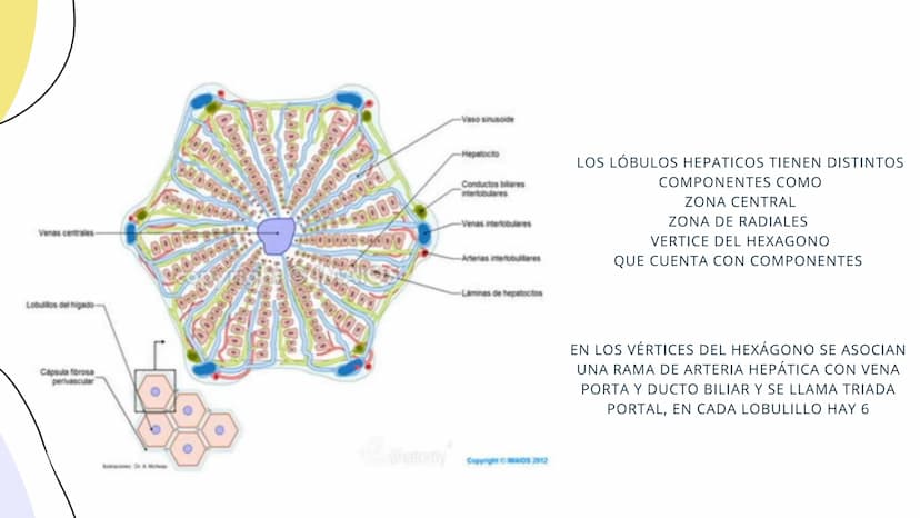 FISIOLOGIA
HIGADO
COMO GLANDULA DEFINCION
El hígado (hepar) es una glándula
anexa del sistema que vierte bilis,
producto de su secreción ext