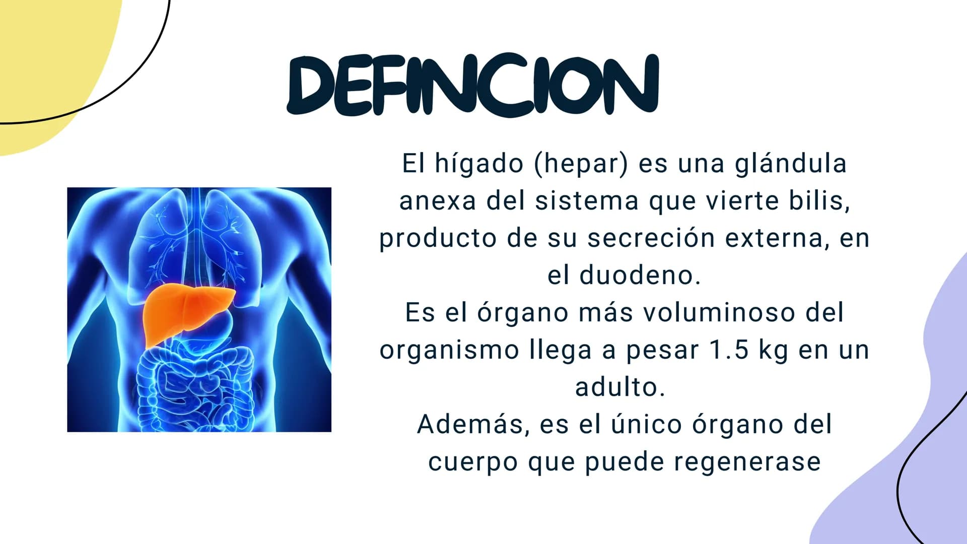FISIOLOGIA
HIGADO
COMO GLANDULA DEFINCION
El hígado (hepar) es una glándula
anexa del sistema que vierte bilis,
producto de su secreción ext