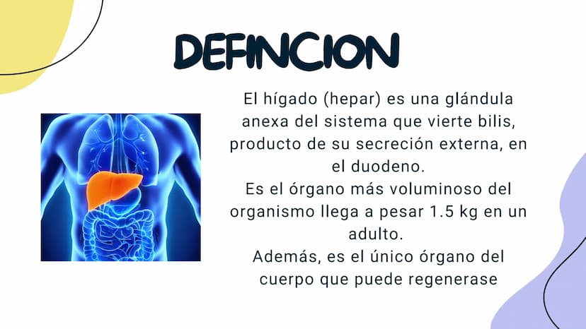 FISIOLOGIA
HIGADO
COMO GLANDULA DEFINCION
El hígado (hepar) es una glándula
anexa del sistema que vierte bilis,
producto de su secreción ext