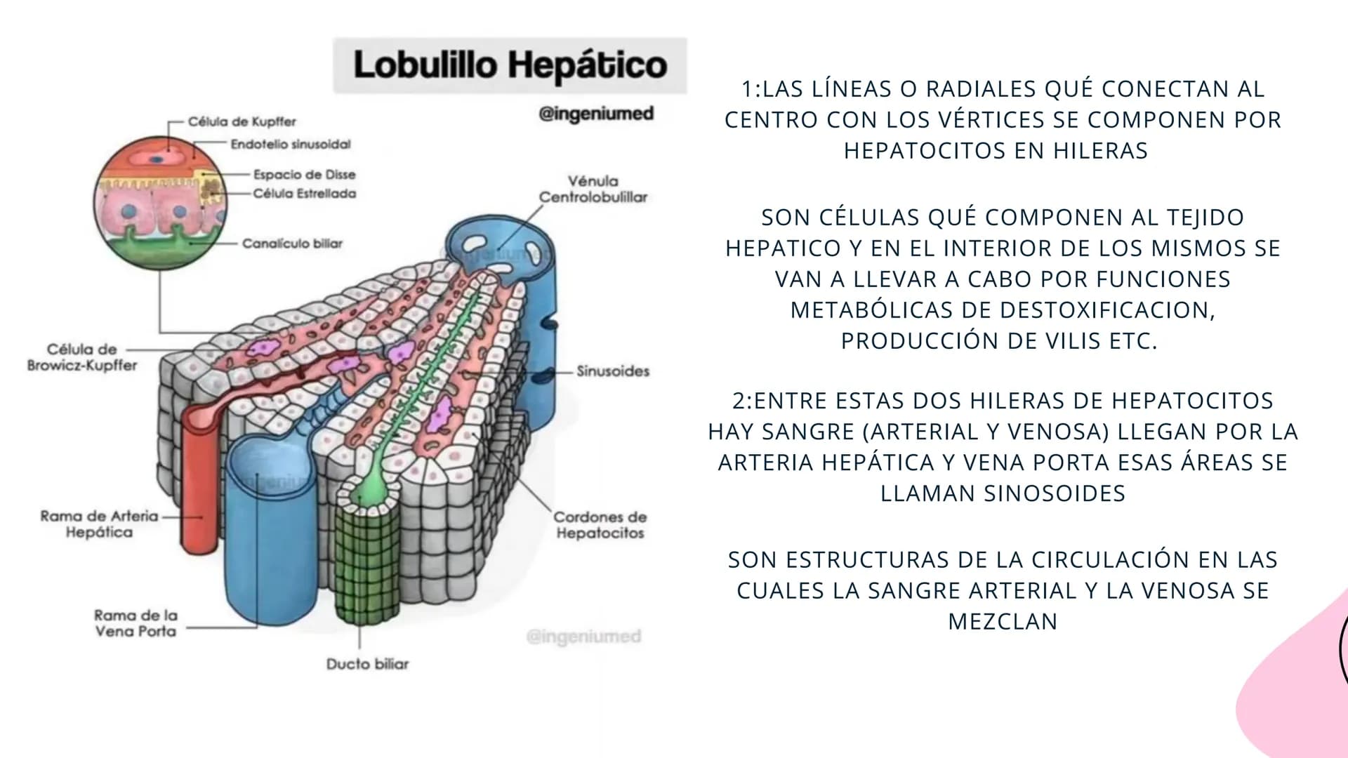 FISIOLOGIA
HIGADO
COMO GLANDULA DEFINCION
El hígado (hepar) es una glándula
anexa del sistema que vierte bilis,
producto de su secreción ext