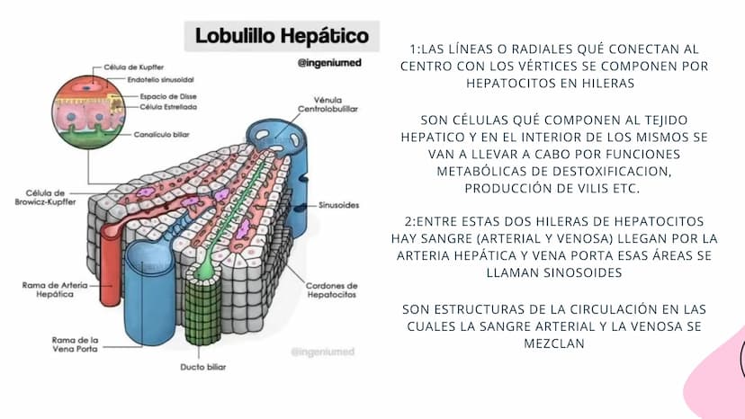 FISIOLOGIA
HIGADO
COMO GLANDULA DEFINCION
El hígado (hepar) es una glándula
anexa del sistema que vierte bilis,
producto de su secreción ext