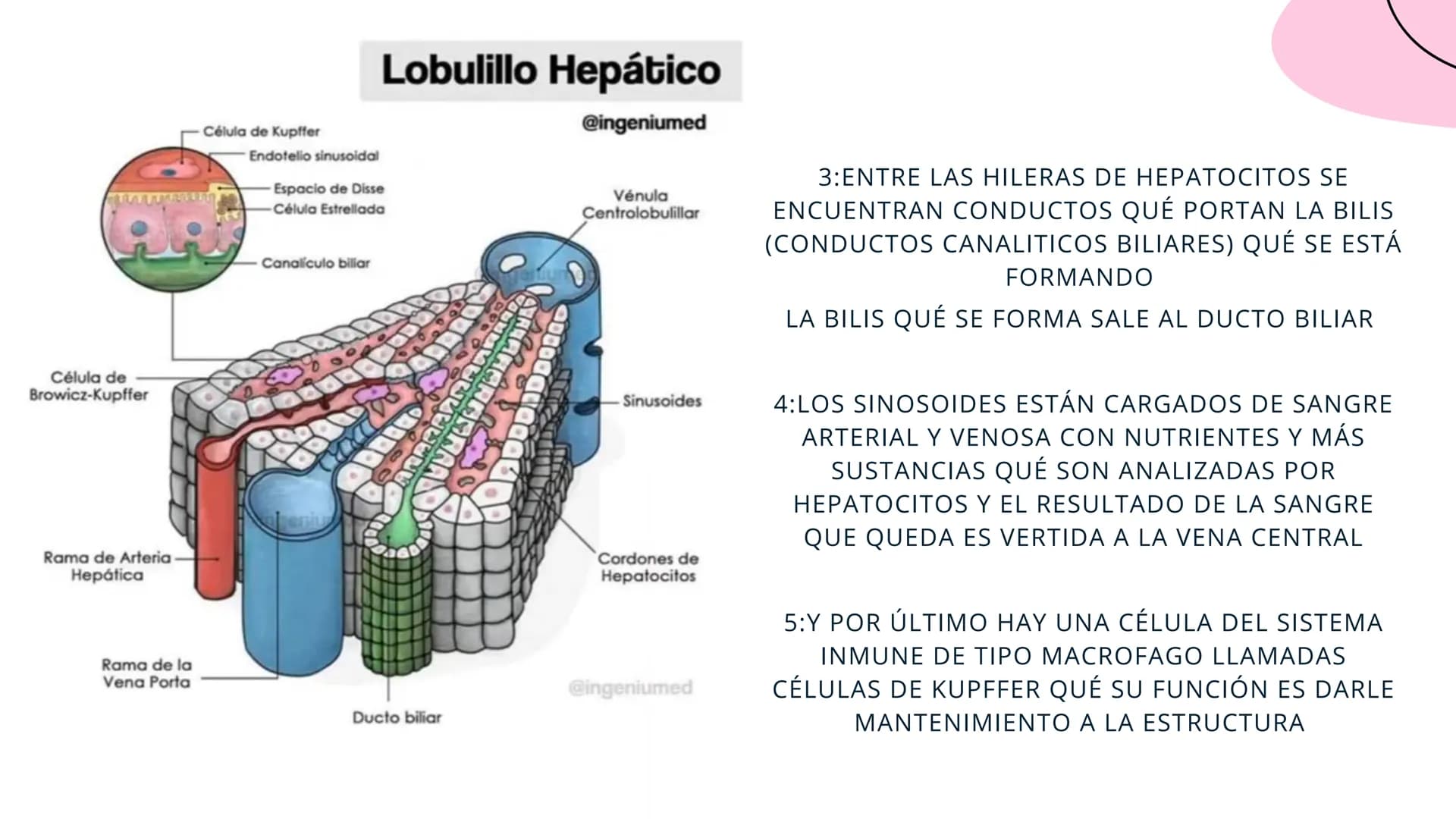 FISIOLOGIA
HIGADO
COMO GLANDULA DEFINCION
El hígado (hepar) es una glándula
anexa del sistema que vierte bilis,
producto de su secreción ext