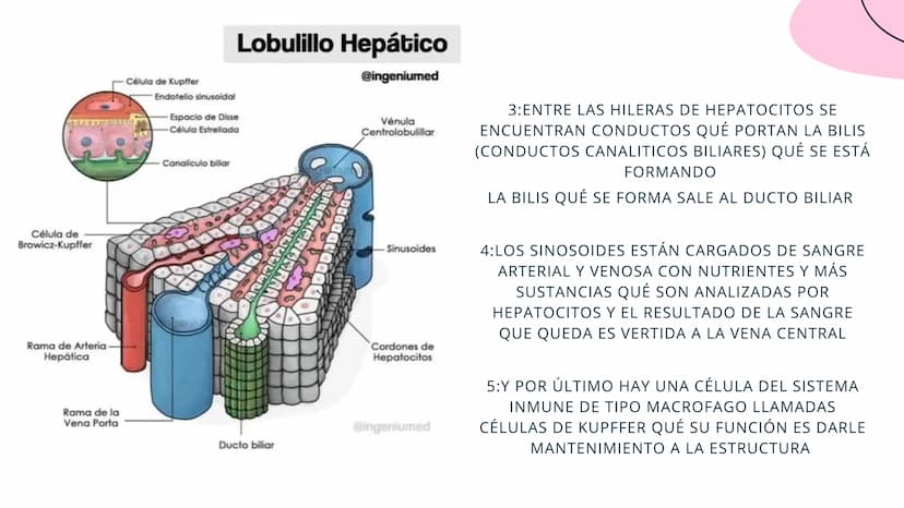 FISIOLOGIA
HIGADO
COMO GLANDULA DEFINCION
El hígado (hepar) es una glándula
anexa del sistema que vierte bilis,
producto de su secreción ext