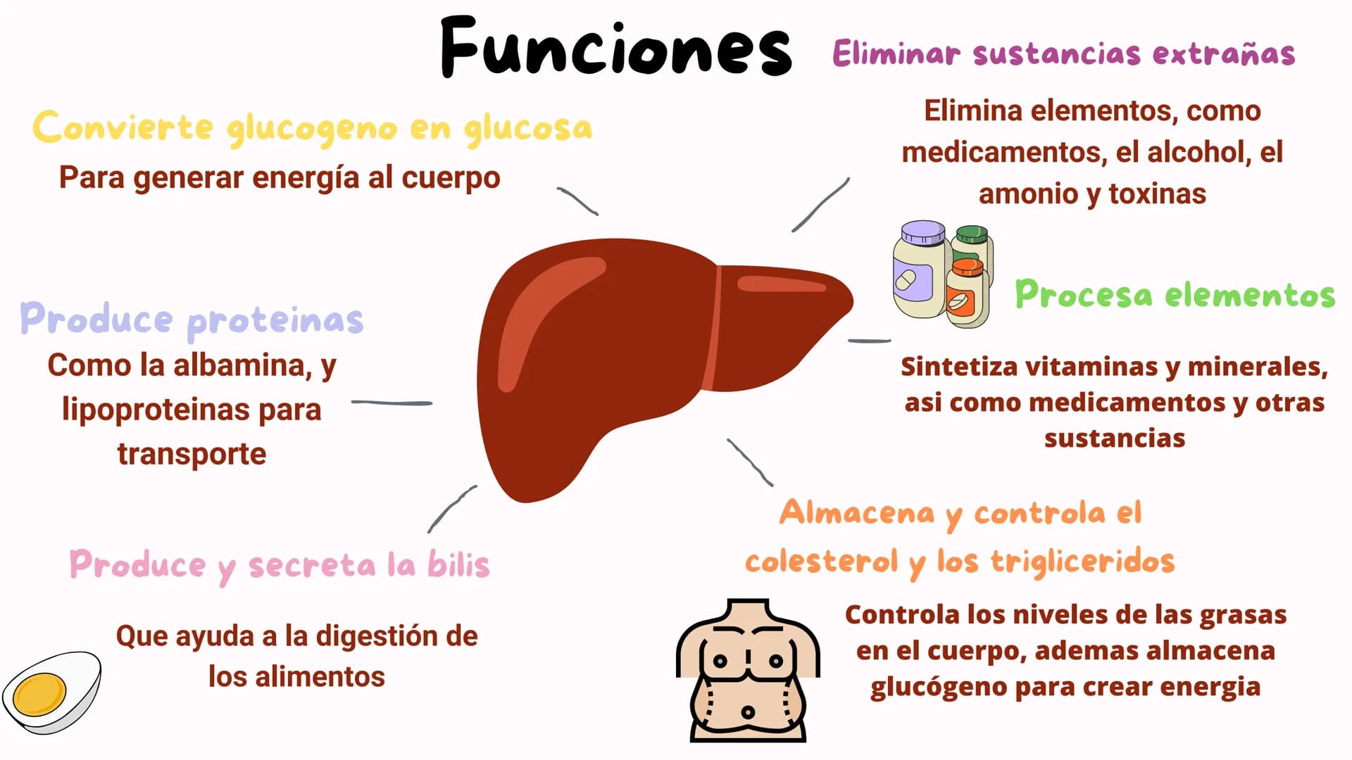 FISIOLOGIA
HIGADO
COMO GLANDULA DEFINCION
El hígado (hepar) es una glándula
anexa del sistema que vierte bilis,
producto de su secreción ext