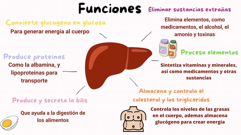 FISIOLOGIA
HIGADO
COMO GLANDULA DEFINCION
El hígado (hepar) es una glándula
anexa del sistema que vierte bilis,
producto de su secreción ext
