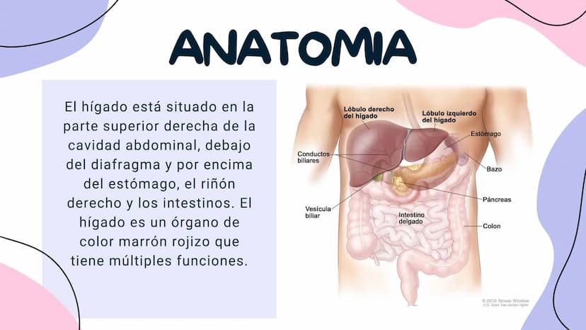 FISIOLOGIA
HIGADO
COMO GLANDULA DEFINCION
El hígado (hepar) es una glándula
anexa del sistema que vierte bilis,
producto de su secreción ext