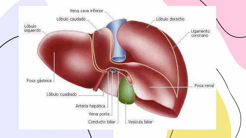 FISIOLOGIA
HIGADO
COMO GLANDULA DEFINCION
El hígado (hepar) es una glándula
anexa del sistema que vierte bilis,
producto de su secreción ext