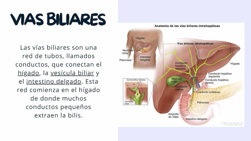 FISIOLOGIA
HIGADO
COMO GLANDULA DEFINCION
El hígado (hepar) es una glándula
anexa del sistema que vierte bilis,
producto de su secreción ext