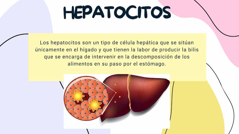 FISIOLOGIA
HIGADO
COMO GLANDULA DEFINCION
El hígado (hepar) es una glándula
anexa del sistema que vierte bilis,
producto de su secreción ext