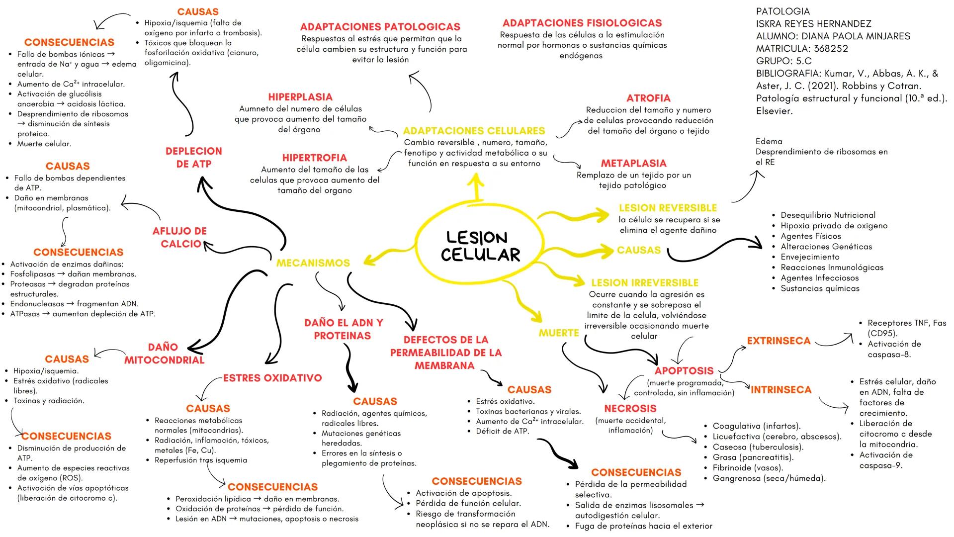 CONSECUENCIAS
Fallo de bombas iónicas →
entrada de Na+ y agua → edema
celular.
Aumento de Ca2+ intracelular.
Activación de glucólisis
anaero