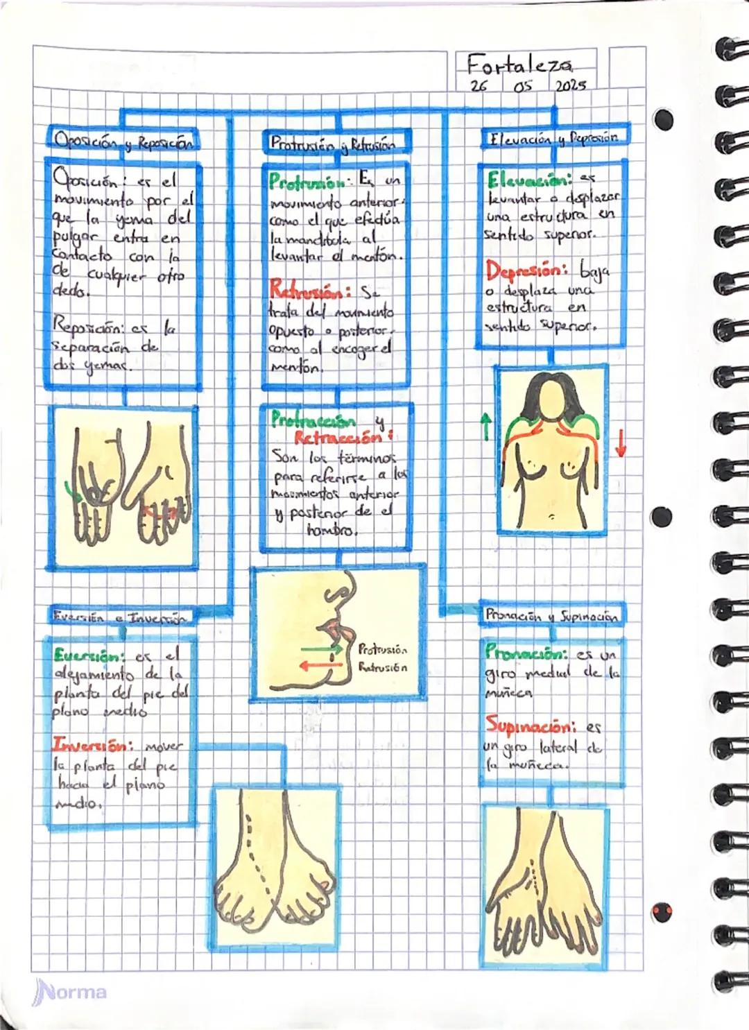 --- OCR Start ---
Fortaleza
22 05 2025
• MOVIMIENTO
corporal
Existen varias términos que describen los movimientos de lor
miembros y distint