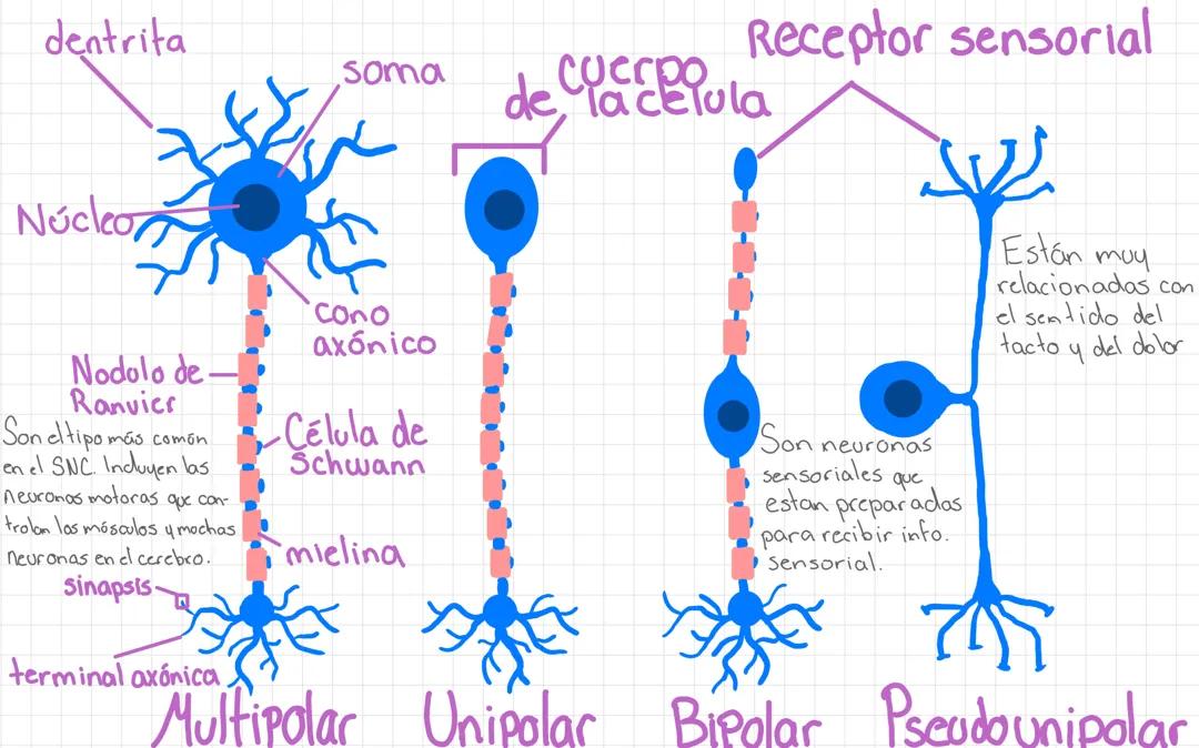 Diferentes tipos de neuronas y sus funciones