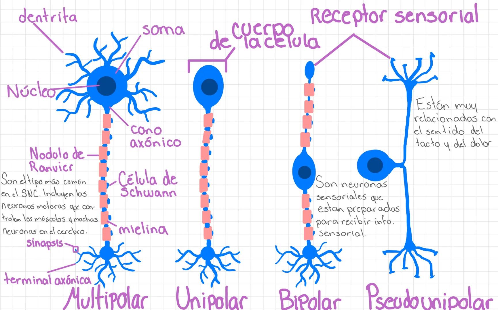 dentrita
Receptor sensorial
soma
Cuerpo
de la celula
Núcleo
Nodolo de-
Ranvier
Son eltipo más comôn
en el SNC. Induyen las
Neuronas motoras 