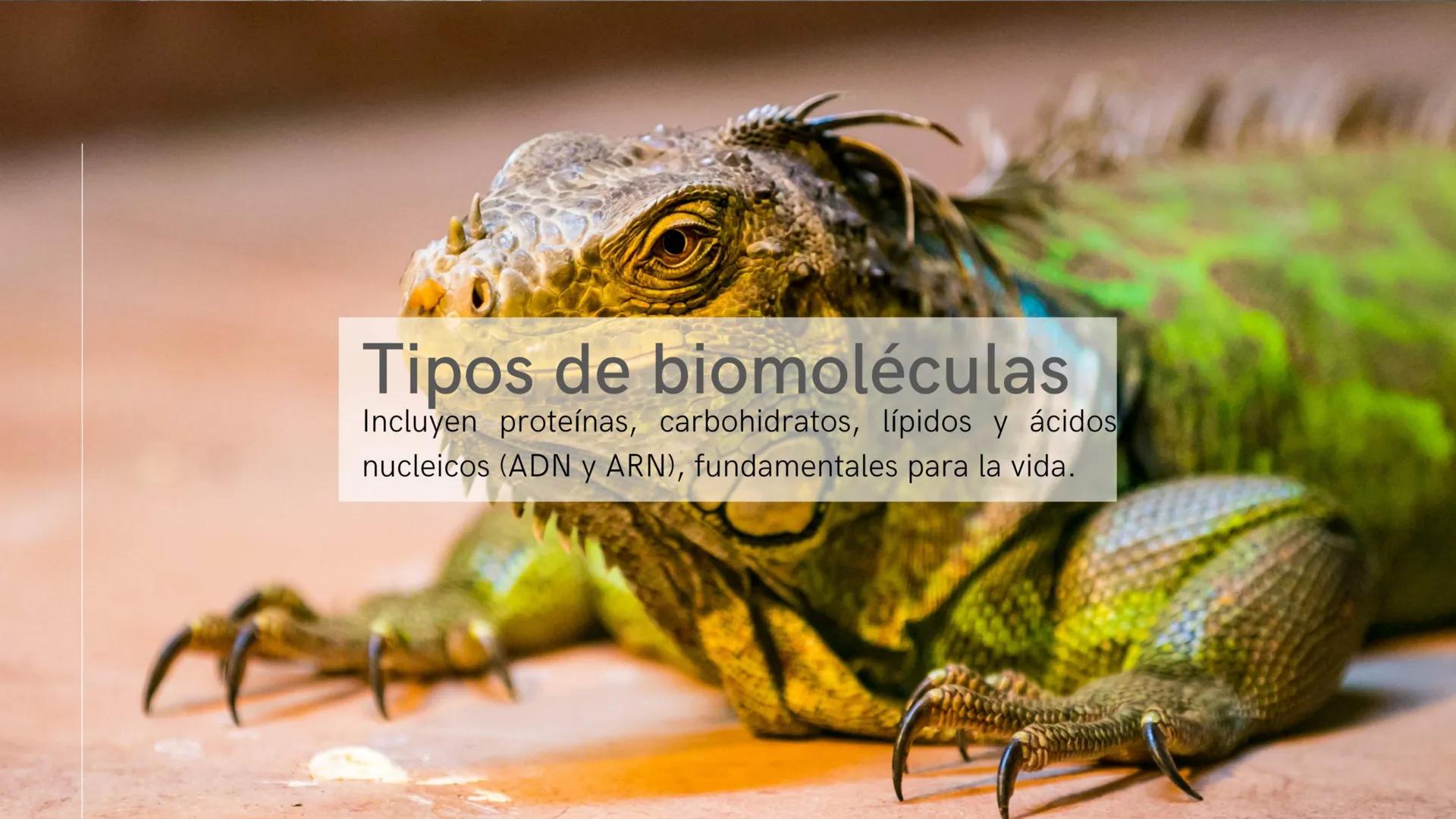 ¿Qué son las biomoléculas?
Son compuestos químicos presentes en los seres
vivos, como proteínas, lípidos, carbohidratos y ácidos
nucleicos, 