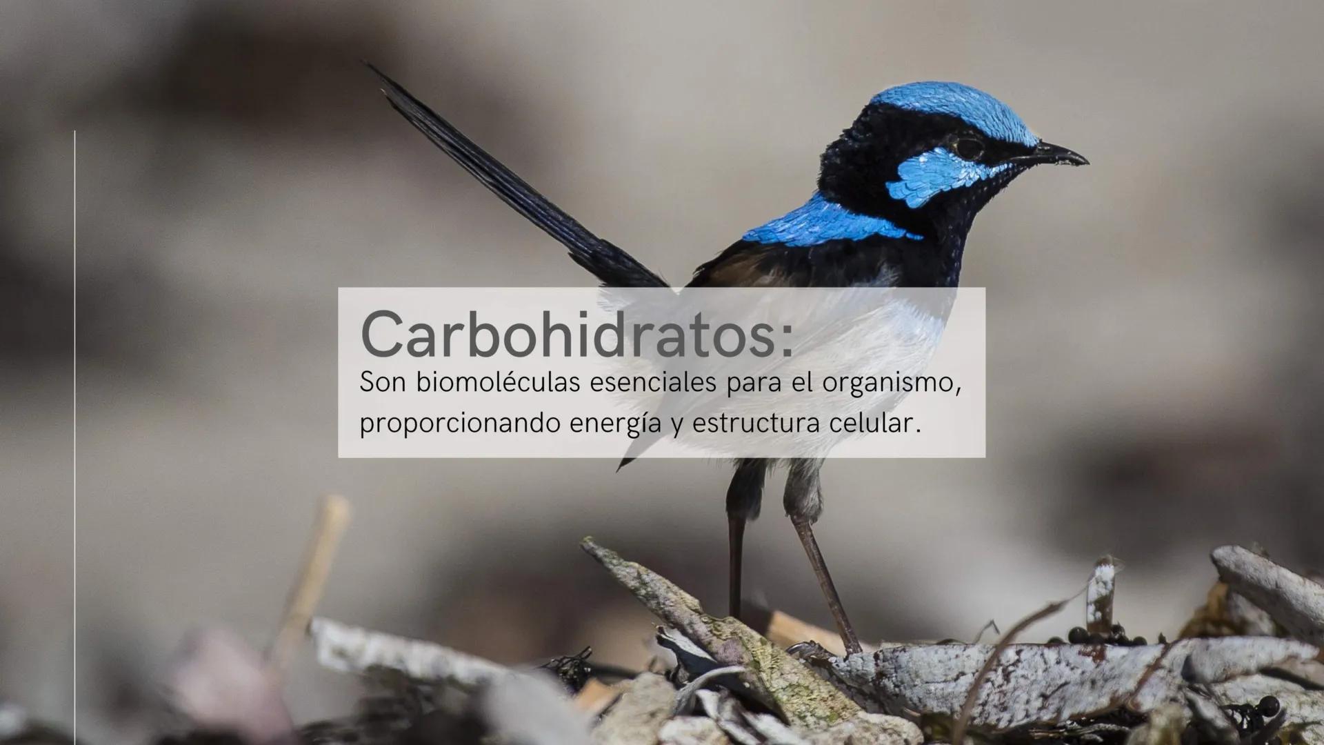¿Qué son las biomoléculas?
Son compuestos químicos presentes en los seres
vivos, como proteínas, lípidos, carbohidratos y ácidos
nucleicos, 