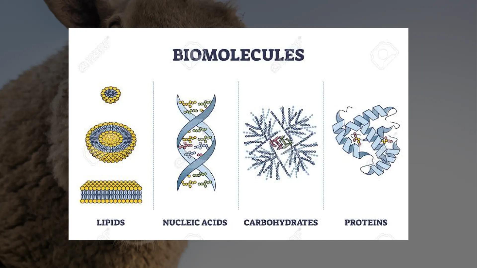 ¿Qué son las biomoléculas?
Son compuestos químicos presentes en los seres
vivos, como proteínas, lípidos, carbohidratos y ácidos
nucleicos, 
